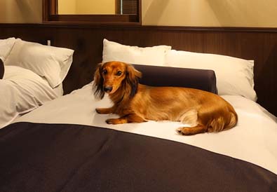 ベッドルームに犬