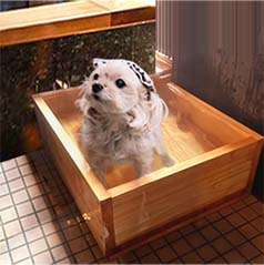 愛犬との宿泊プランのご紹介